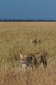 099 Tanzania, N-Serengeti, leeuwen